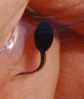 oo GIF