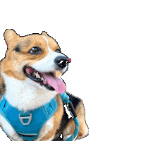 Dog Check Sticker