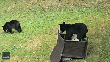 Bear Cub Has Playful Antics With 'Chair Fort' in North Carolina Backyard