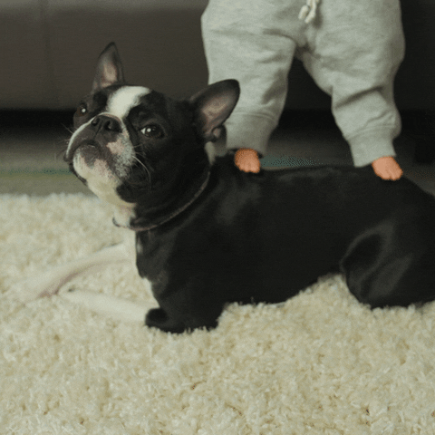 Boston Terrier Tiny Hands GIF by Rover.com