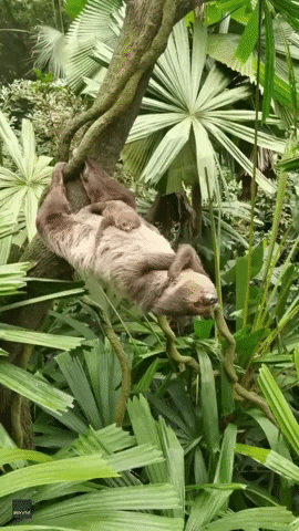 Sloth Sleeping GIF by Storyful