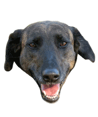 Dog Love Sticker by Buscamos Casita