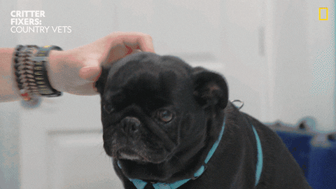 Dog Reaction GIF by Nat Geo Wild