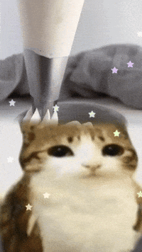 Meowl GIF