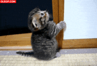 los GIF