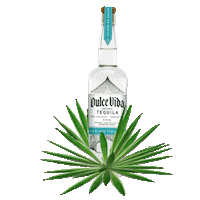 Happy Hour Dancing Sticker by Dulce Vida Tequila