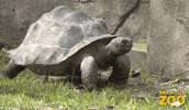 Slow Motion Tortoise GIF by Brookfield Zoo
