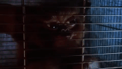 christmas movies gremlins GIF