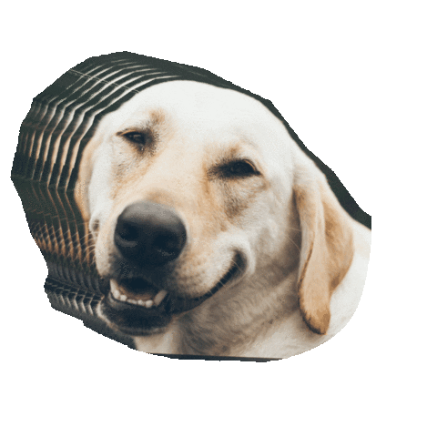 We_Encourage giphyupload Sticker