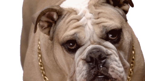 lashifylife giphyupload lashify idieforlashify lashifylife Sticker