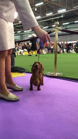 dog show dogs GIF by Westminster Kennel Club
