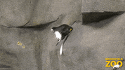 Jump Jumping GIF by Brookfield Zoo