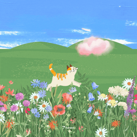 Cat Meme GIF by Furrend