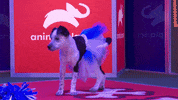 Animal Planet GIF by Puppy Bowl