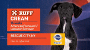 Animal Planet GIF by Puppy Bowl