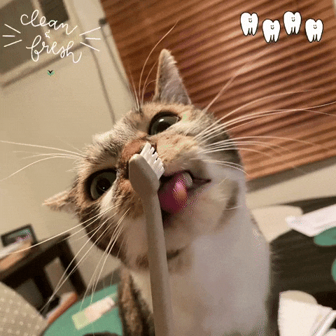 Cat Brushing GIF