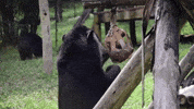 vietnam moonbear GIF