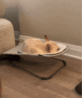 French Bulldog Sleeping GIF