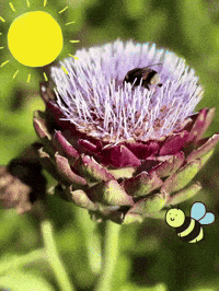 Summer Sun GIF
