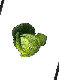 Veggie Cabbage Sticker