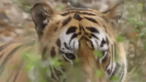 tongue tiger GIF by Nat Geo Wild