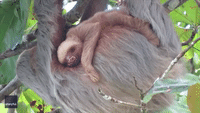 Baby Sloth Looks Picture of Contentment as It Clings to Mother