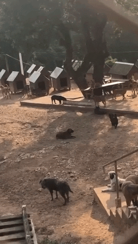 GIF by Two Dogs