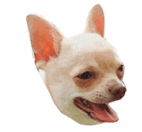 kikobossdog tongue chihuahua tongue out tuesday Sticker