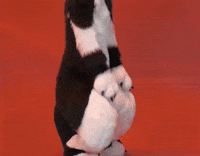 Furrie Dancing GIF by Minky Mom