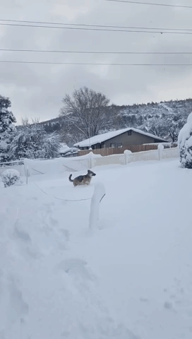 Puppy Enjoys Snow in Arizona