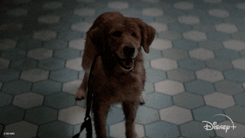 Golden Retriever Dog GIF by Marvel Studios