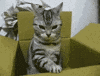 Video gif. Cat is sitting inside a box and it looks up at us evilly while it uses its paw to push the side of the box down.