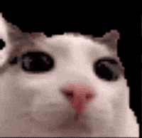 Cat Waiting GIF