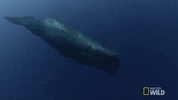 Sperm Whale GIF by Nat Geo Wild