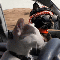 Black Cat Snicker GIF