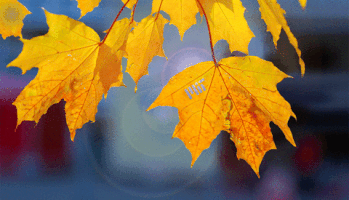 Fall Autumn GIF by MIT