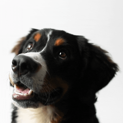 Fail Bernese Mountain Dog GIF by Rover.com