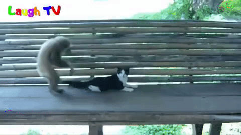 cat video GIF