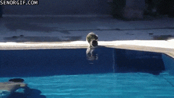 cat running GIF by Cheezburger