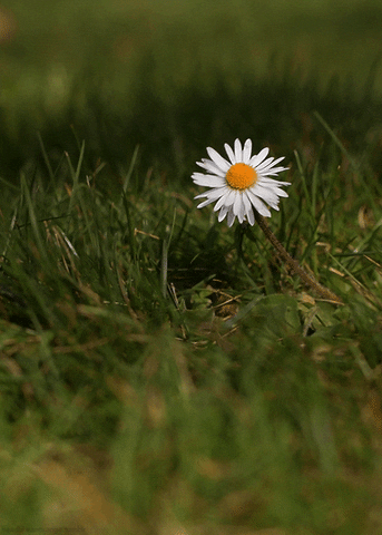Bellis Perennis Flower GIF