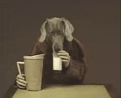William Wegman Dog GIF by Jason Clarke