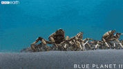 don't mind me blue planet GIF by BBC Earth