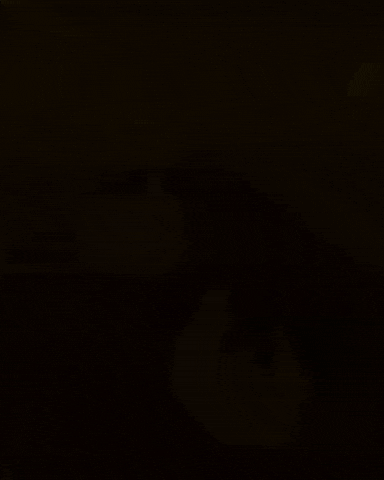 Cat Duck GIF