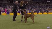 Dogs GIF by Westminster Kennel Club