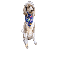 Poodle Sticker by Geekster Pets