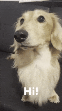 Sausage Dog GIF