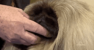 national dog show 2018 GIF by NBC