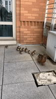 Secret Service Safely Escorts Duck Family in DC