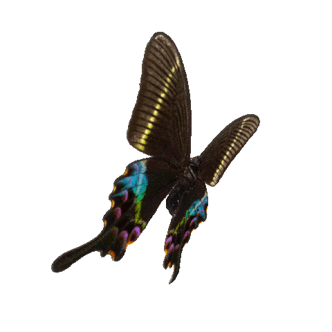 michaeldamnitz giphyupload butterfly schmetterling damnitz Sticker