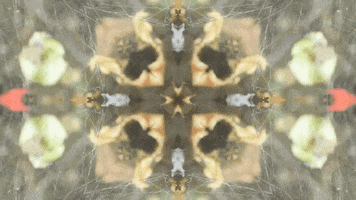 Art Film GIF by jorgemariozuleta